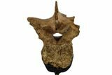 Pachycephalosaur Dorsal Vertebra - South Dakota #113637-4